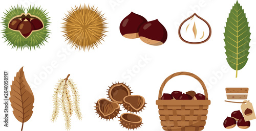 Photos Fresh Chestnut Vector Element Set Featuring Whole Nuts Half Section Spiky Green