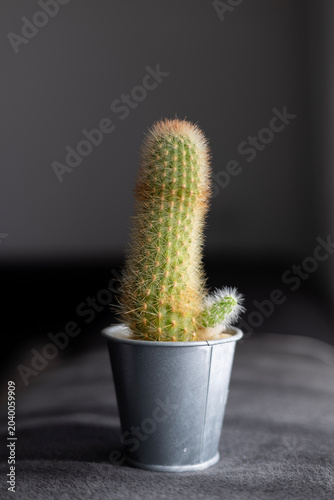Tableau sur toile Conceptual green cactus in metal pot with an unintended funny phallic shape, vis