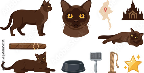 Obraz na płótnie Havana Brown Cat Vector Element Set Featuring Standing and Lying Felines Portrai