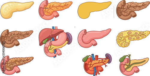 Photography Human Pancreas Anatomy Illustration Set with Digestive System Organs, Medical Di