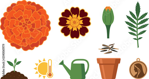Photos Marigold Flower Vector Element Set with Orange and Maroon Blossoms Bud Leaf Seed