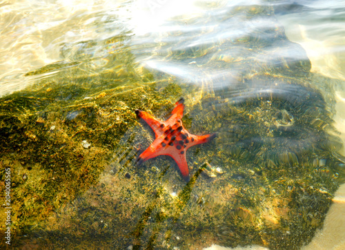 Canvastavla Starfish on sand shore during low tide in sunny coastal area in ocean water on on Phu Quoc Island, Vietnam