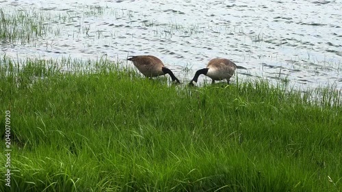 Time lapse from two wild canada geese foraging for food in the shallow water of a lake. These waterfowl are peacefully eating the lush green grass