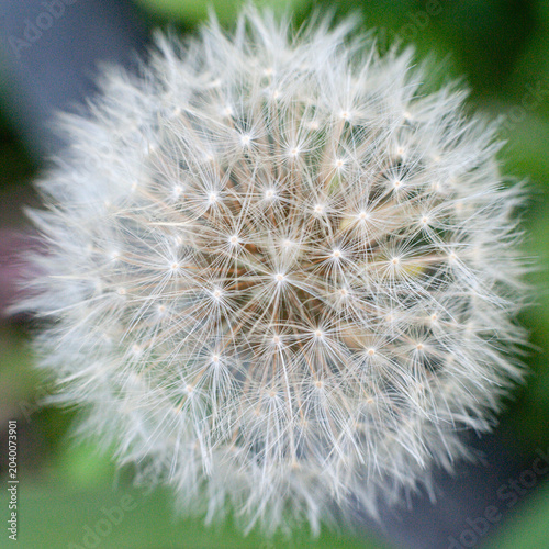 Dandelion Seed Head Macro Nature Background.