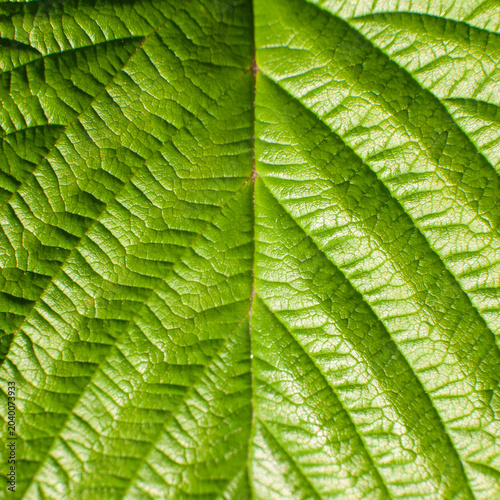 Green Leaf Texture Macro Nature Background.