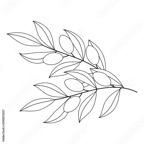 Two olive branches on a white background. Greek symbol of longevity and prosperity. Black and white vector illustration for print, coloring book.