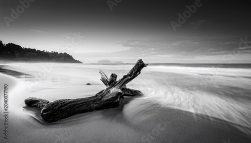 driftwood on serene shore n minimalist black and white coastal photography