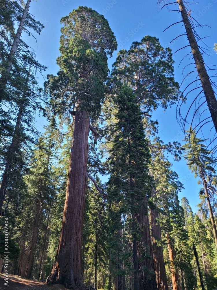 Fototapeta premium Tall Sequoia trees along the North Grove trail in Kings Canyon National Park, California