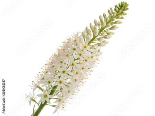 Eremurus – White eremurus foxtail lily tall spike covered in star-shaped blossoms, isolated on white background