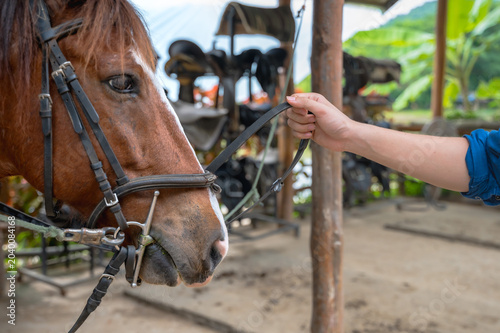 Fotografía Close up ranch worker holding a lead line in the barn corridor during daily rout