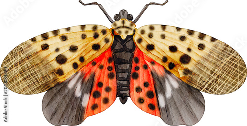 Fotografie Watercolor illustration of spotted lanternfly with open wings