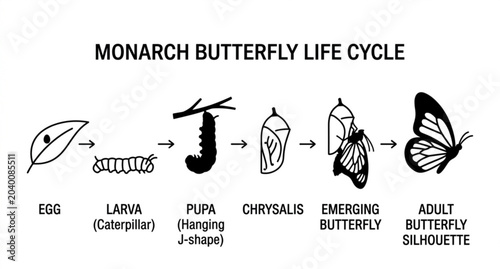 Cuadro en lienzo Butterfly metamorphosis stages vector illustration monarch lifecycle educational