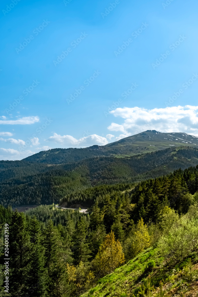 Fototapeta premium Scenic green mountain landscape with dense pine forest. A peaceful alpine scene featuring lush pine forests covering rolling hills under a vibrant blue sky with fluffy white clouds on a sunny day.