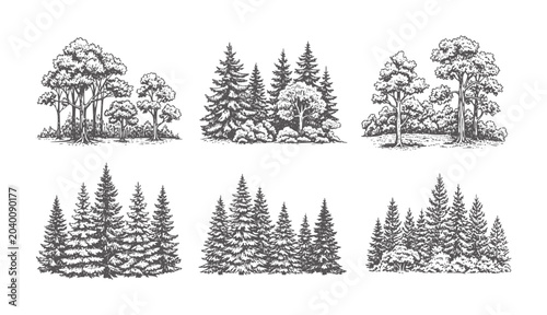 Six black and white ink of forest scenes with various trees nature