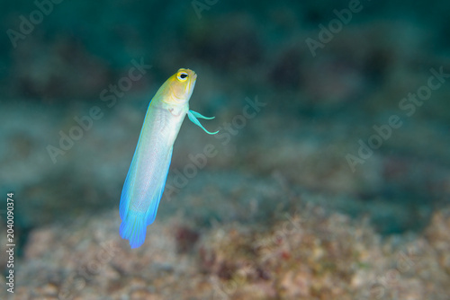 Canvas Print Yellowhead jawfish hovering vertically above a rocky reef substrate in Key Largo
