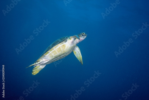 Slika na platnu Green sea turtle gliding gracefully through blue open water