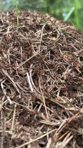 Ants running in an anthill, busy and lively, natural setting