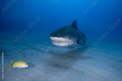 Canvas-taulu Tiger shark approaching a yellowtail snapper fish on a sandy ocean floor