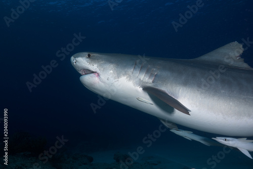 Close-up head shot of a tiger shark cruising upward in deep blue water
