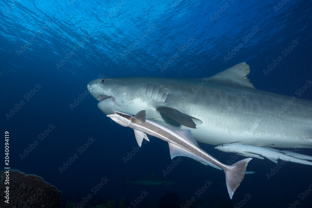 Obraz premium Close-up view of a tiger shark cruising near the surface with a large remora fish