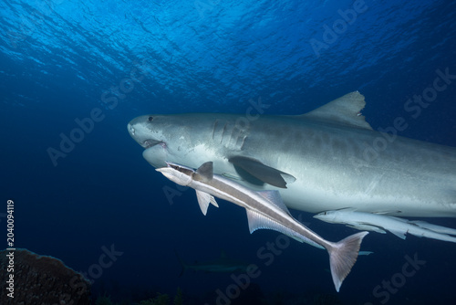 Konstfotografi Close-up view of a tiger shark cruising near the surface with a large remora fis