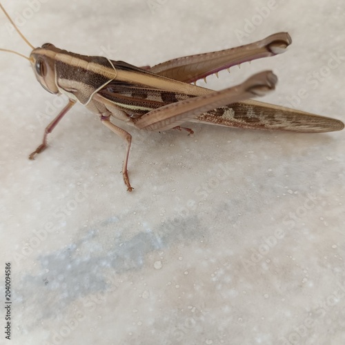 A locust can destroy crops in the Sahel region of West Africa