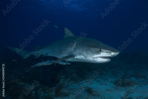 Tableau sur toile Tiger shark swimming low over a dark coral reef bottom