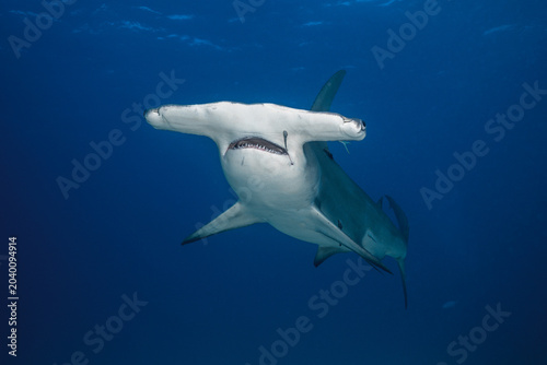 Canvastavla Head on view of a great hammerhead shark swimming with an attached remora fish n