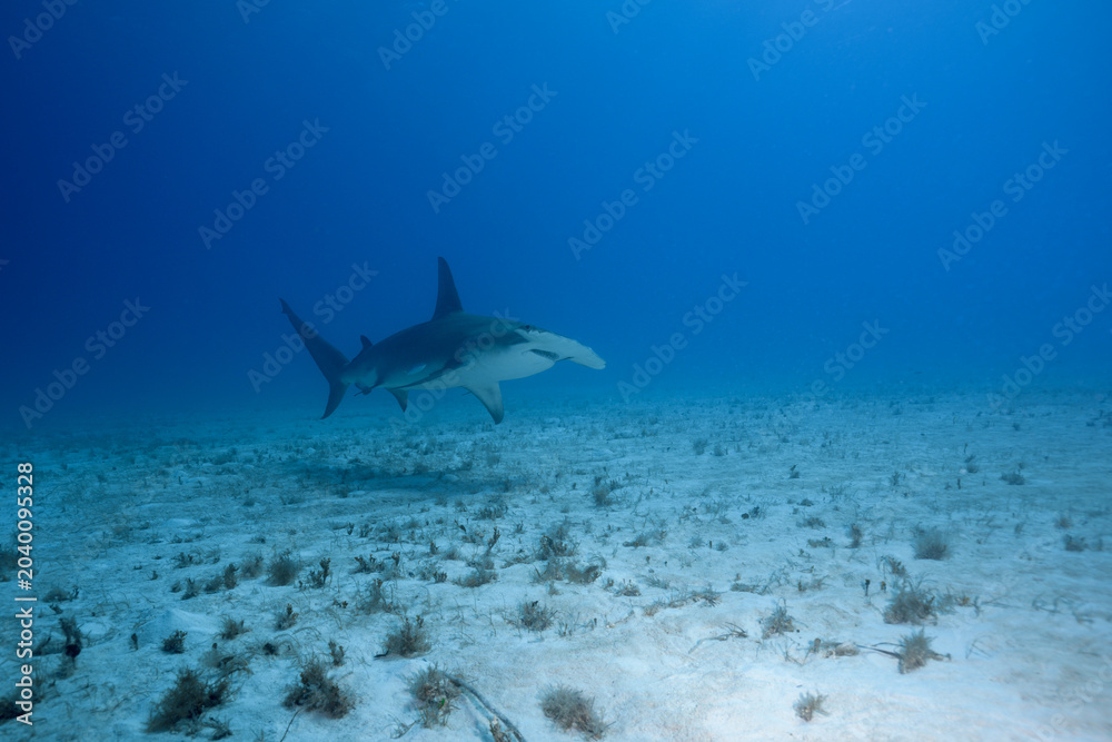 Obraz premium Great hammerhead shark cruising in distant open blue water above a sandy seabed