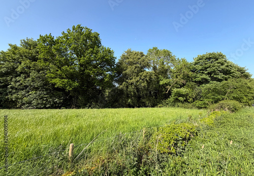 Canvas Print A field of vivid green sweeps outward, drifting towards a dark, whispering line of trees
