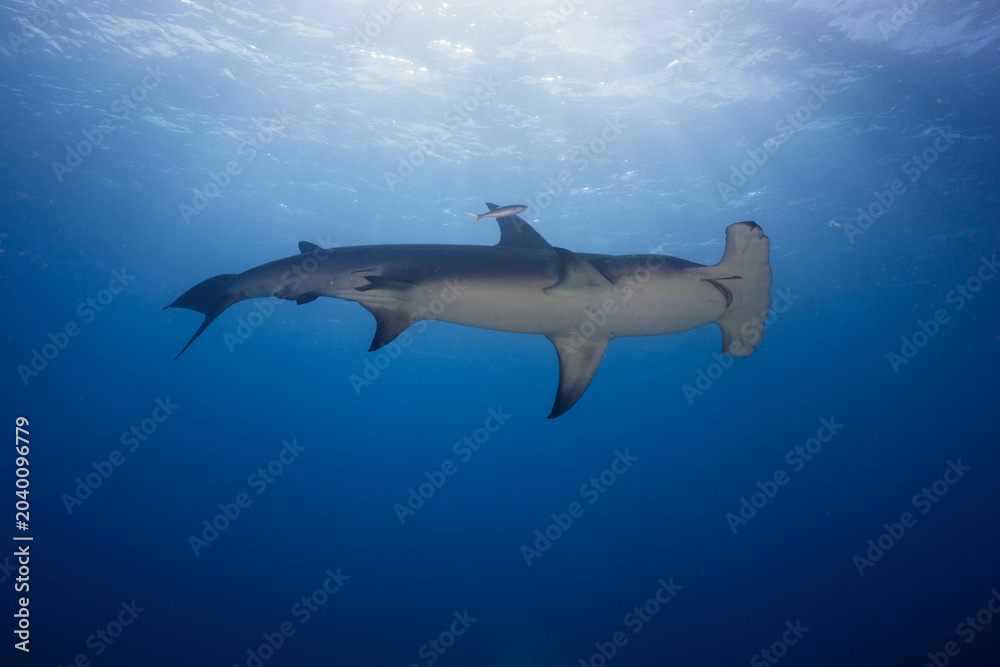 Fototapeta premium Great hammerhead shark swimming overhead under a bright surface