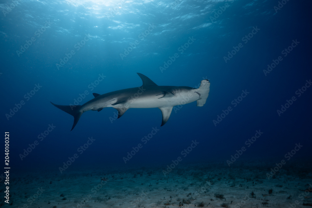 Fototapeta premium Great hammerhead shark cruising over sandy ocean floor under sunbeams