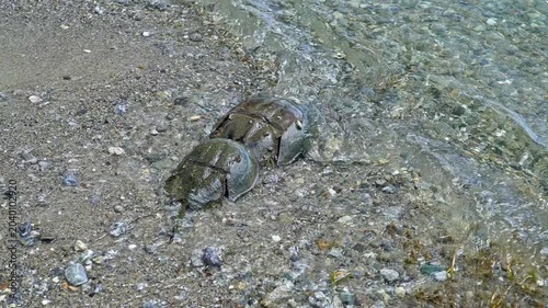 Two atlantic horseshoe crabs mating in the shallow waters of a beach. The male clasps the female as gentle waves wash over them, slow motion video.