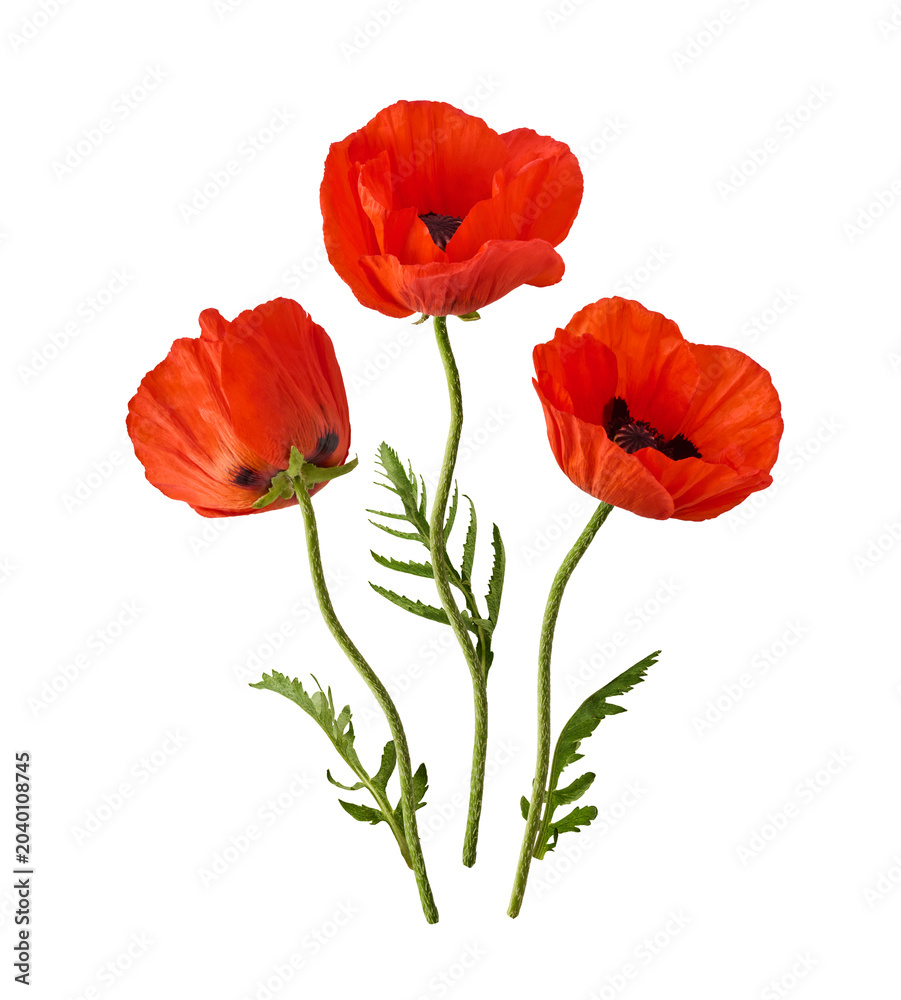 Obraz premium Bouquet of flying red poppy flowers with green stems and leaves isolated on a white background. Spring floral levitation concept.