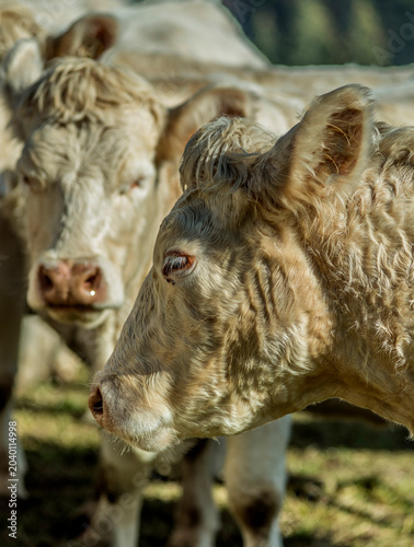 Jeunes charolais en alpage à La Manche, Le Petit-Abergement, Ain