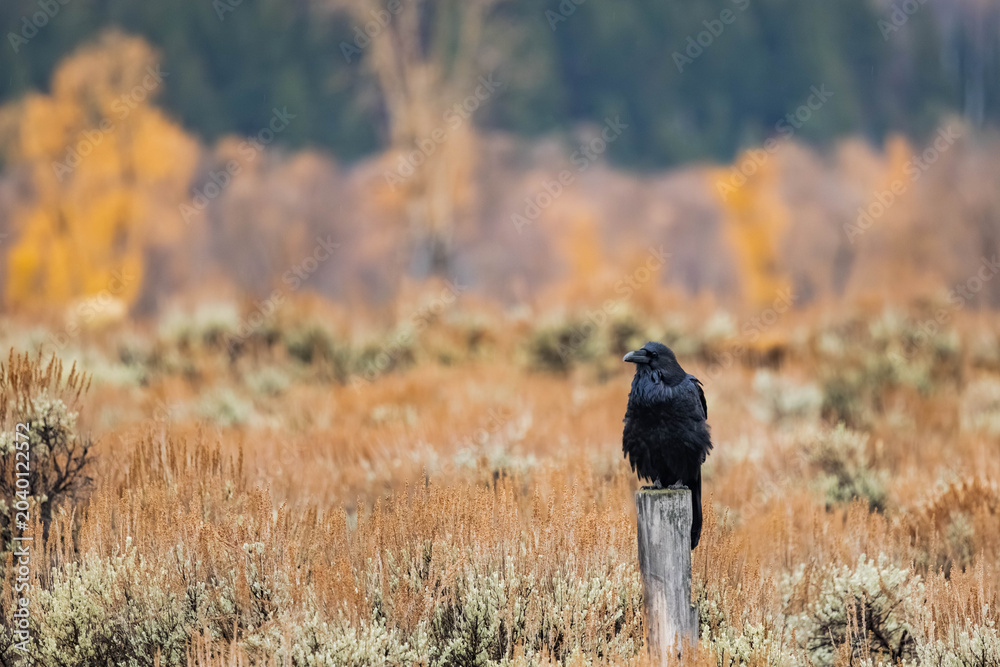 Obraz premium Raven perched on wooden post in autumn landscape