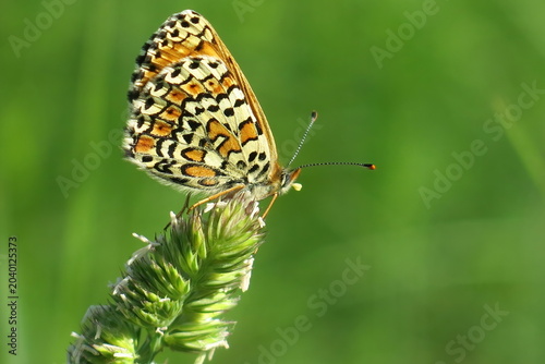 Beautiful Fritillary Butterfly (Melitaea sp.) Resting on Wild Grass Flower with Green Bokeh Background. Stock photo.