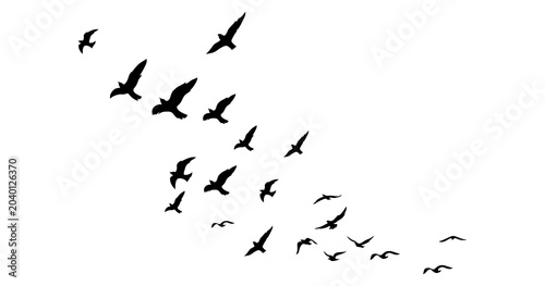 Valokuva A swarm, group of doves flying in the sky, isolated in png transparent