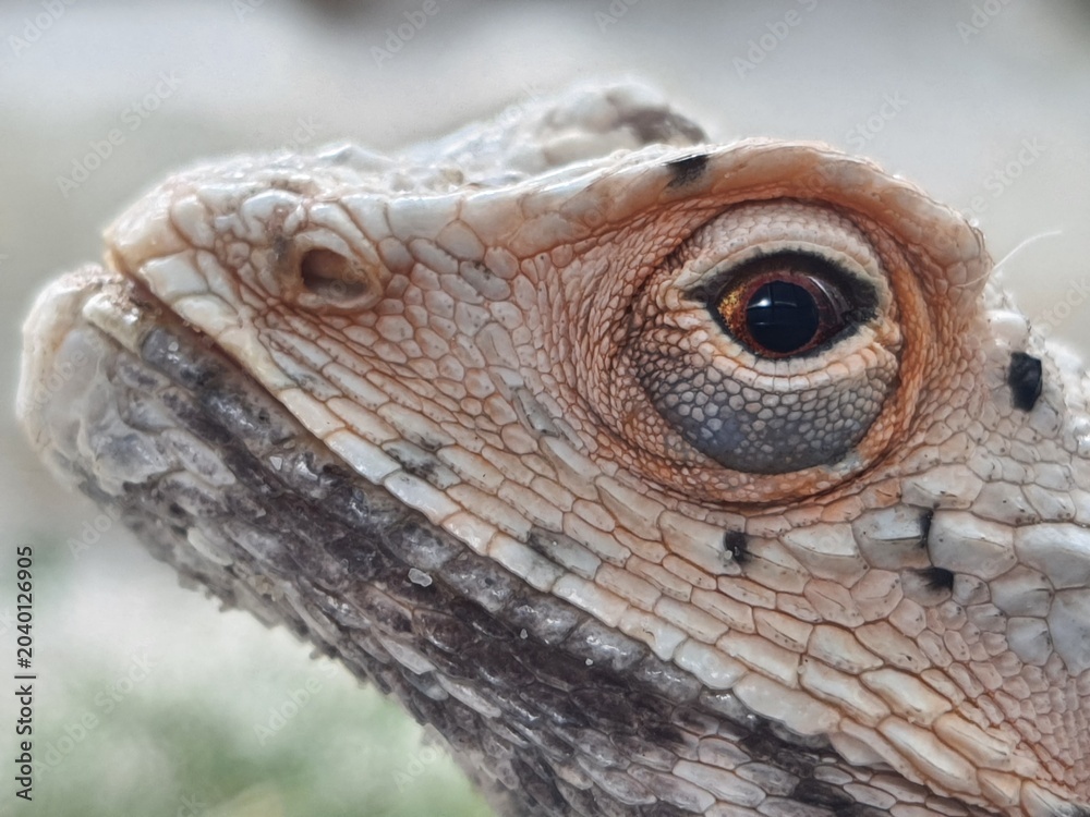 Naklejka premium Detailed Reptile Head and Scales