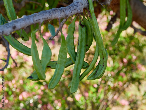 Carob pods hanging from a carob tree. Traditional fruits