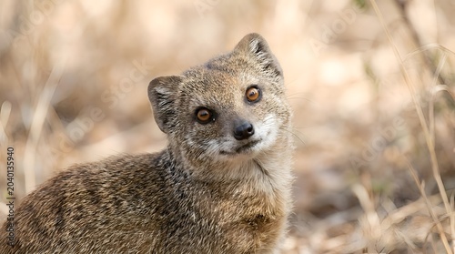 Wild mongoose gazing alertly through dry scrubland with a curious expression while searching for prey in the natural wilderness during a bright day in the outdoors with soft natural lighting.