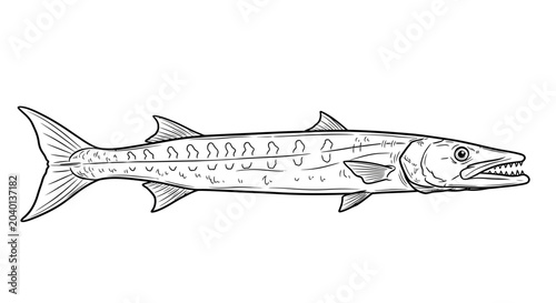 Obraz na plátne A black and white line art sketch depicts a barracuda with a long sleek body on a white background