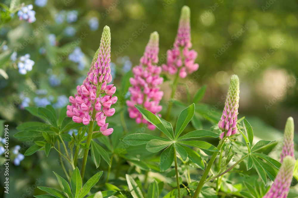 Obraz premium A meadow flowerbed. A bush of pink lupine stands against a blurred background of comfrey with blue flowers.