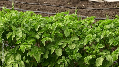 Wind swaying large green potato shoots growing in rows on vegetable garden. Drip irrigation system in background for growing organic vegetables on farm.