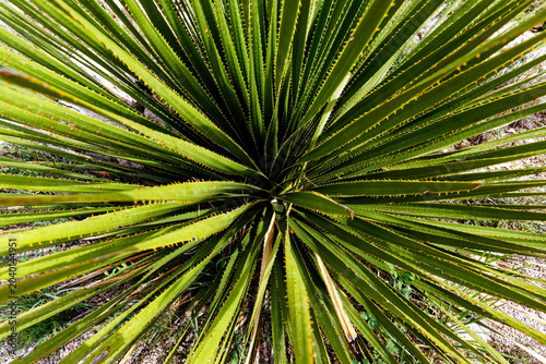 Radiant Green Spiky Leaves of a Desert Plant