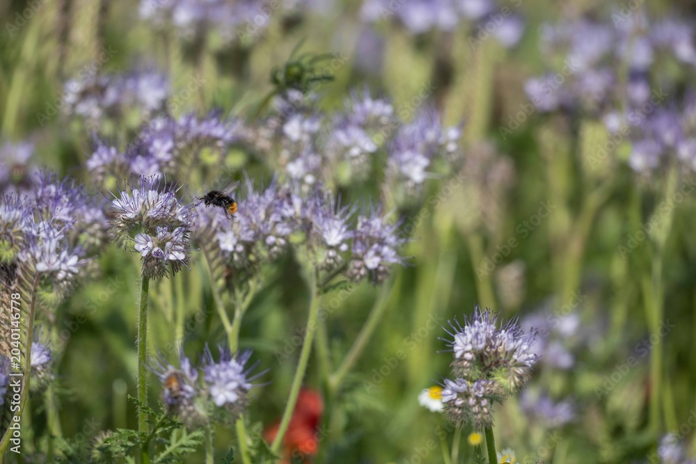 Obraz premium Flying Bumblebee Approaching Phacelia Flowers in Summer Wildflower Meadow