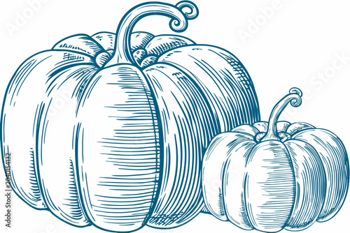 Foto Pumpkins Engraving Style Vector Illustration Blue Line Art On White Background