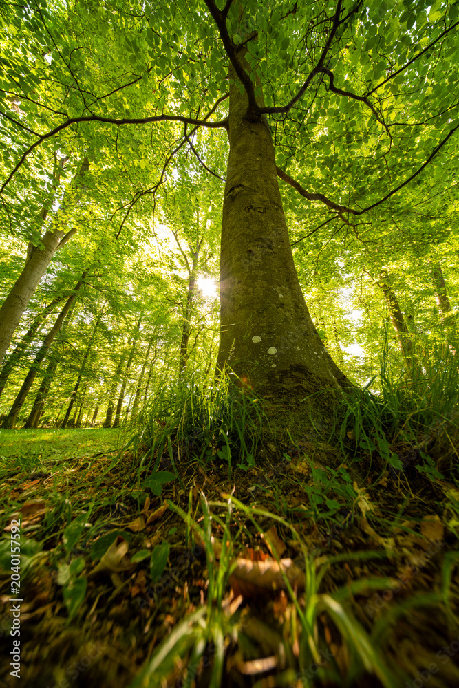 Fototapeta premium Sunlight in a morning forest with trees, green leaves, and a natural woodland path