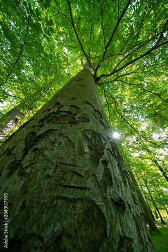 Green forest in the morning with trees, sunlight, green leaves, and natural woodland path in a peaceful nature landscape