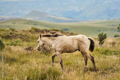 Curious Foal Standing In Lush Mountain Grass South Africa, Facing Camera With Attentive Ears, Soft Cream Coat,